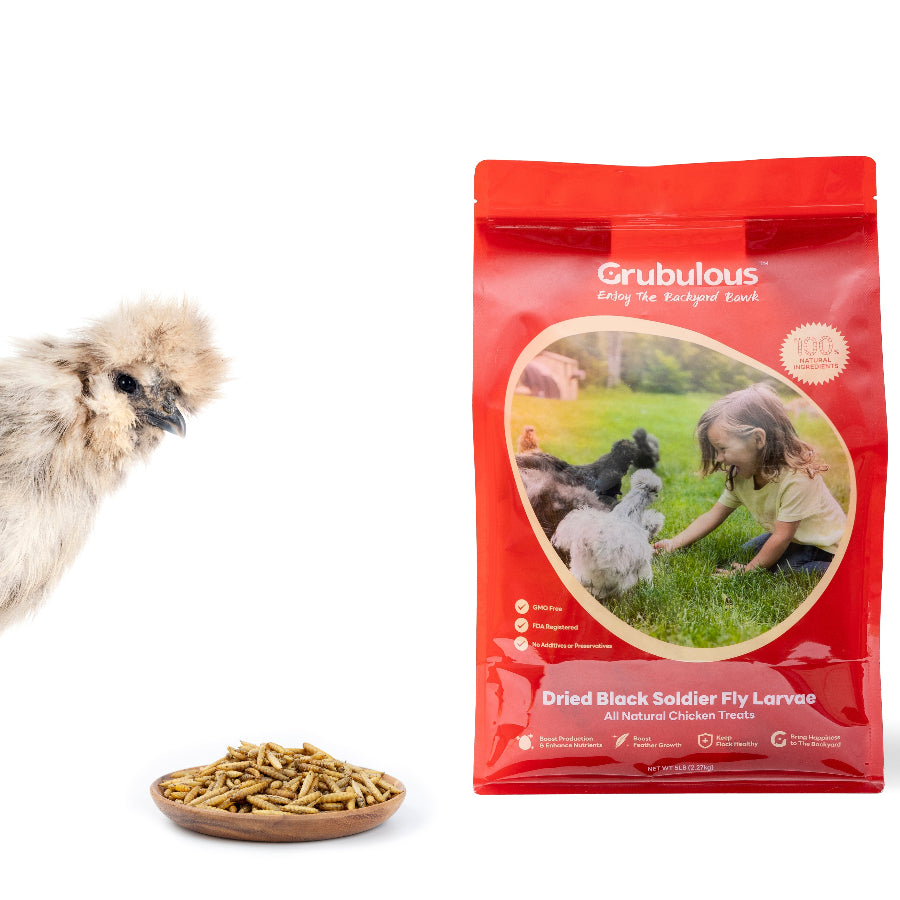 A Silkie Chicken eating Grubulous Dried BSF Larvae