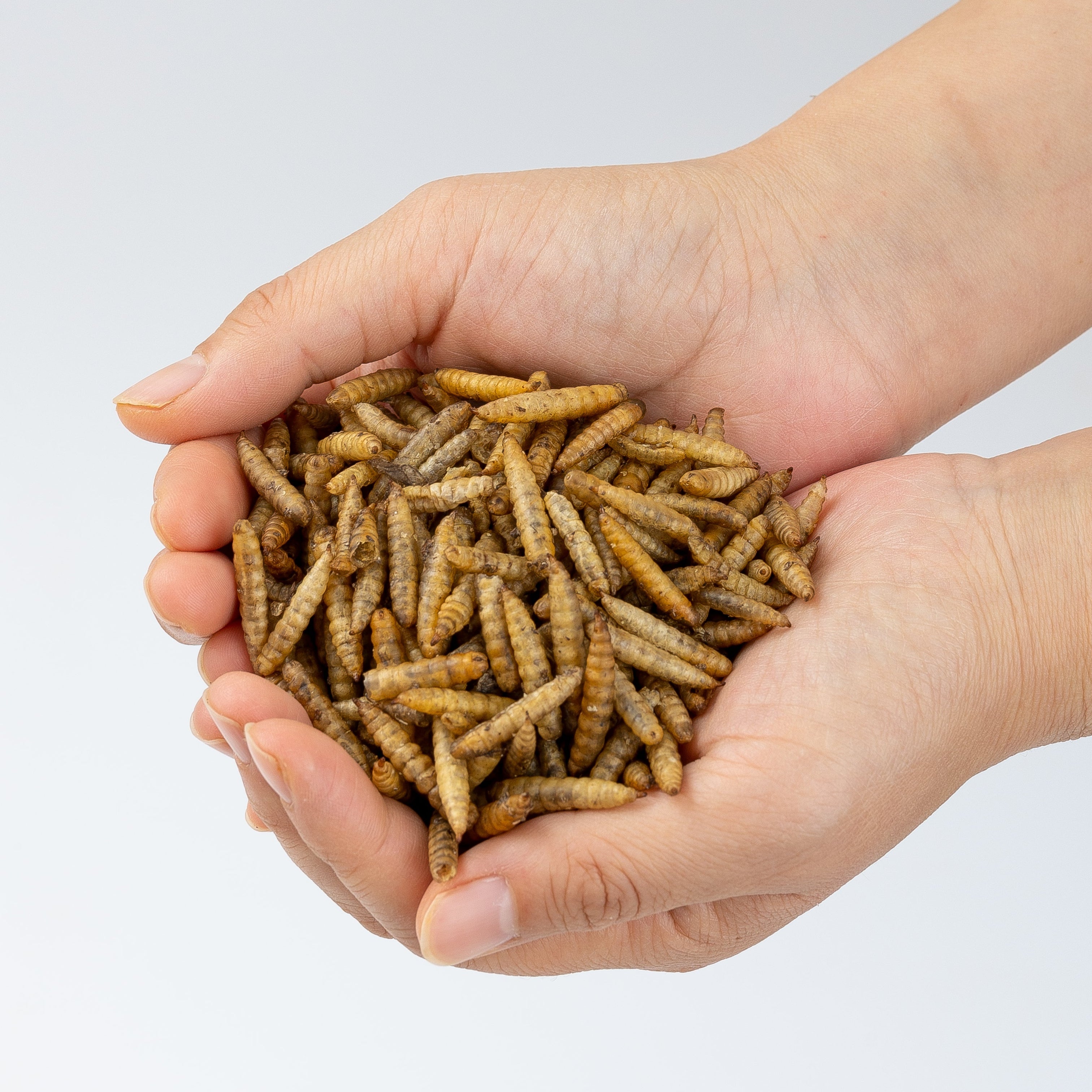 Grubulous 5LB All Natural Dried Black Soldier Fly Larvae